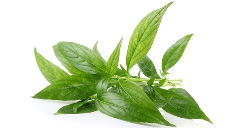 sambiloto ometa obat mata herbal