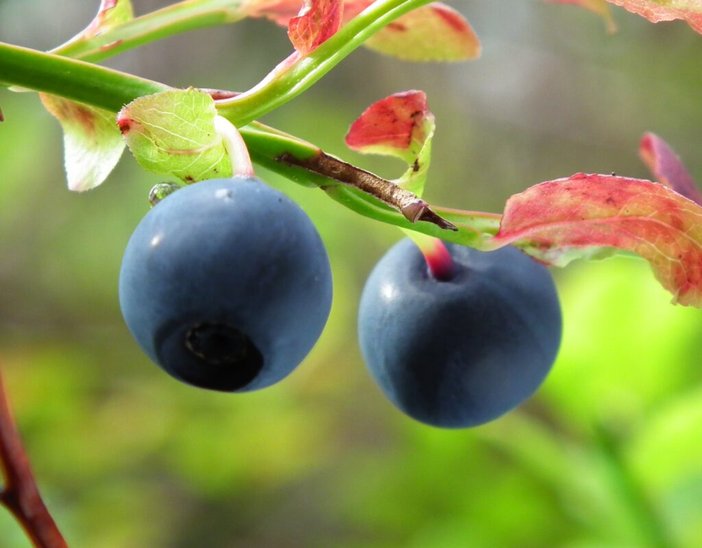 bilberry ometa obat mata herbal