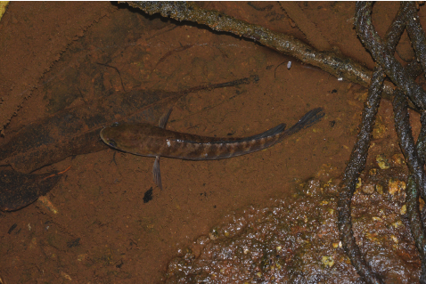 ikan kutuk