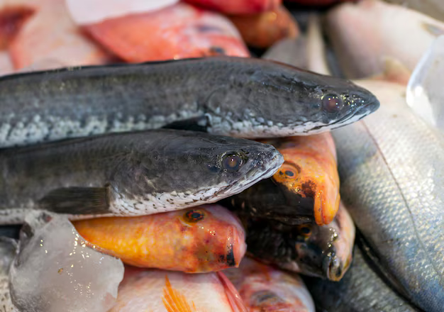 khasiat ikan gabus