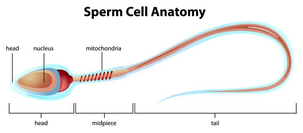 Spermatozoa, Sel Kesuburan Pria