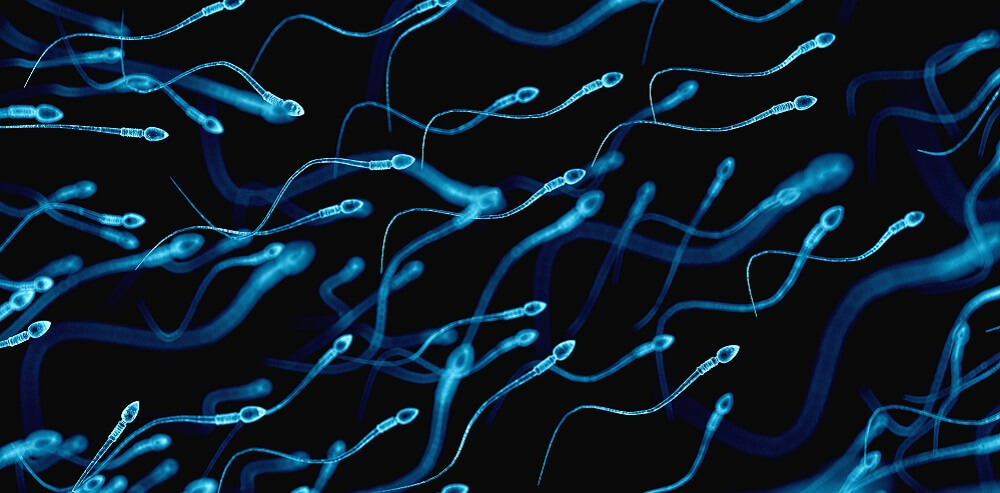 apa itu sperma dan fungsinya?
