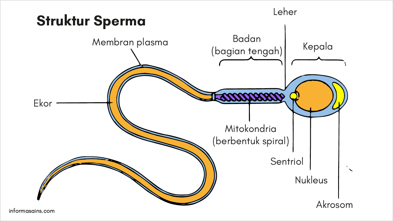 spermatozoa vertomen