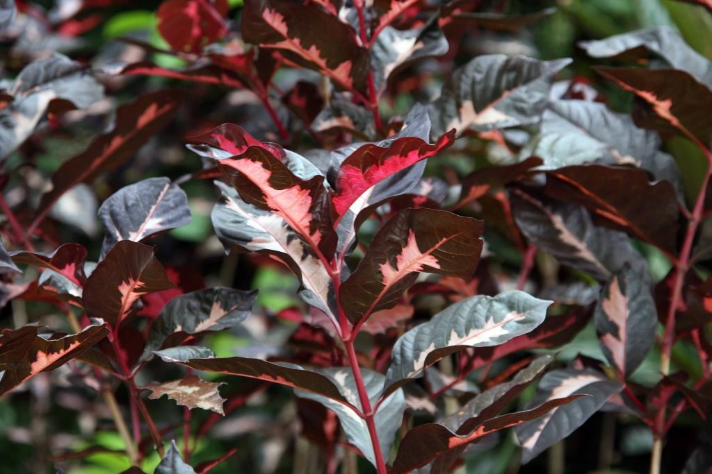 Fungsi daun ungu dalam obat ambeien Hemotera