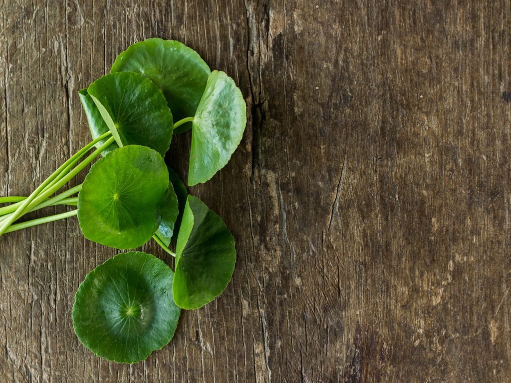 pegagan obat alami prosterafit