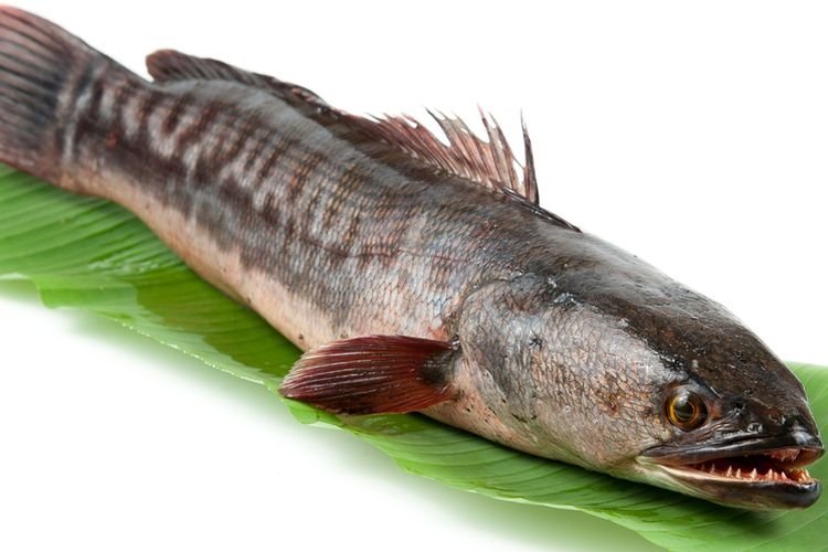 Ikan Kutuk Bisa Menyembuhkan
