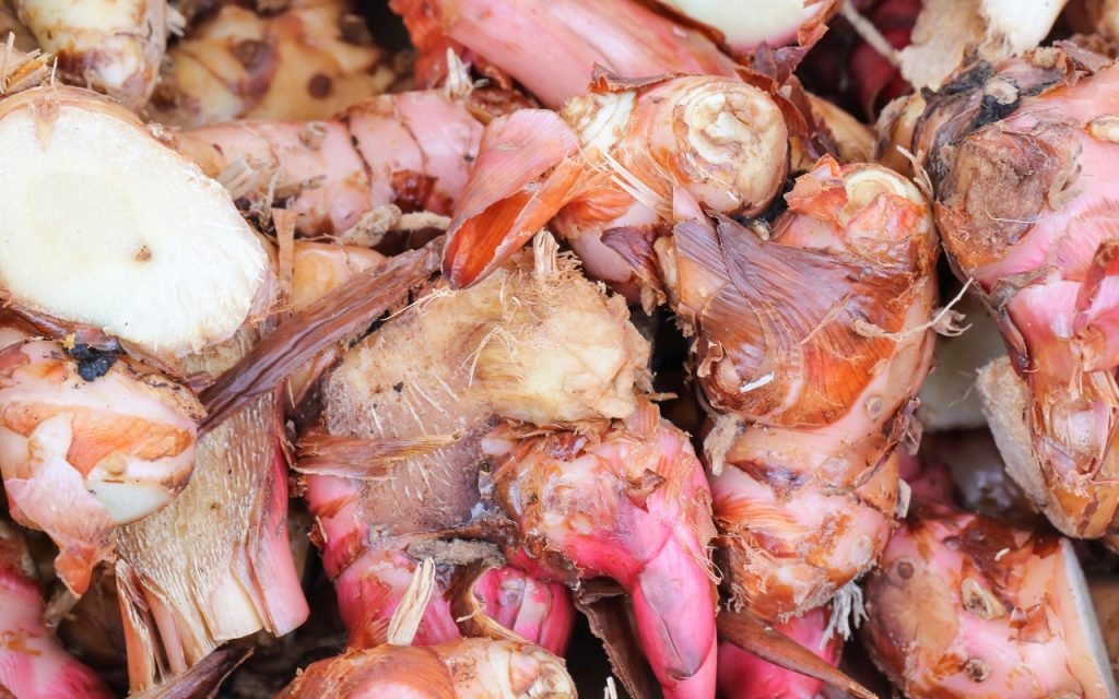 Jahe Merah (Zingiber officinale var. rubrum)