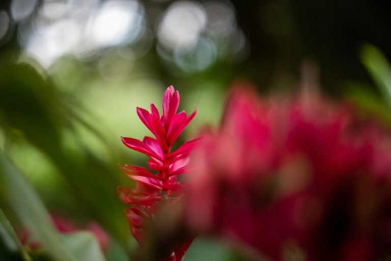 Obat Penyubur dan Pengental Sperma pria