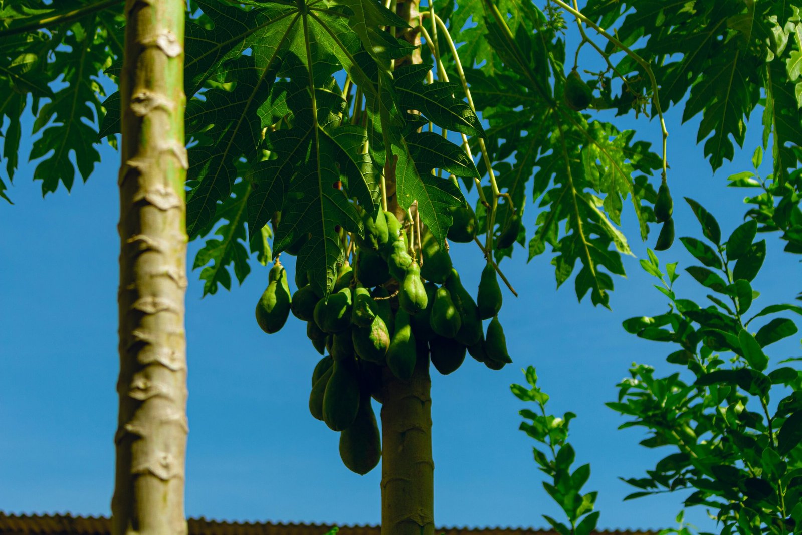 Daun Pepaya Dapat Menambah Nafsu makan herbacuma