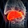 Gejala Hati Bengkak Tanda Hati Bekerja Terlalu Keras