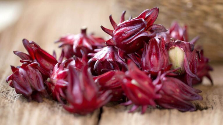 bunga rosella perannya untuk hipertensi