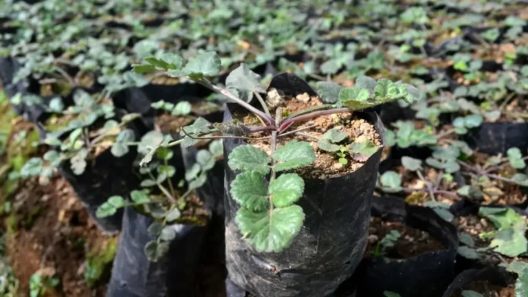 fortamen solusi stamina rendah