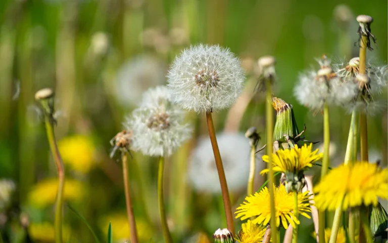 obat herbal liver jenis tanaman yang efektif