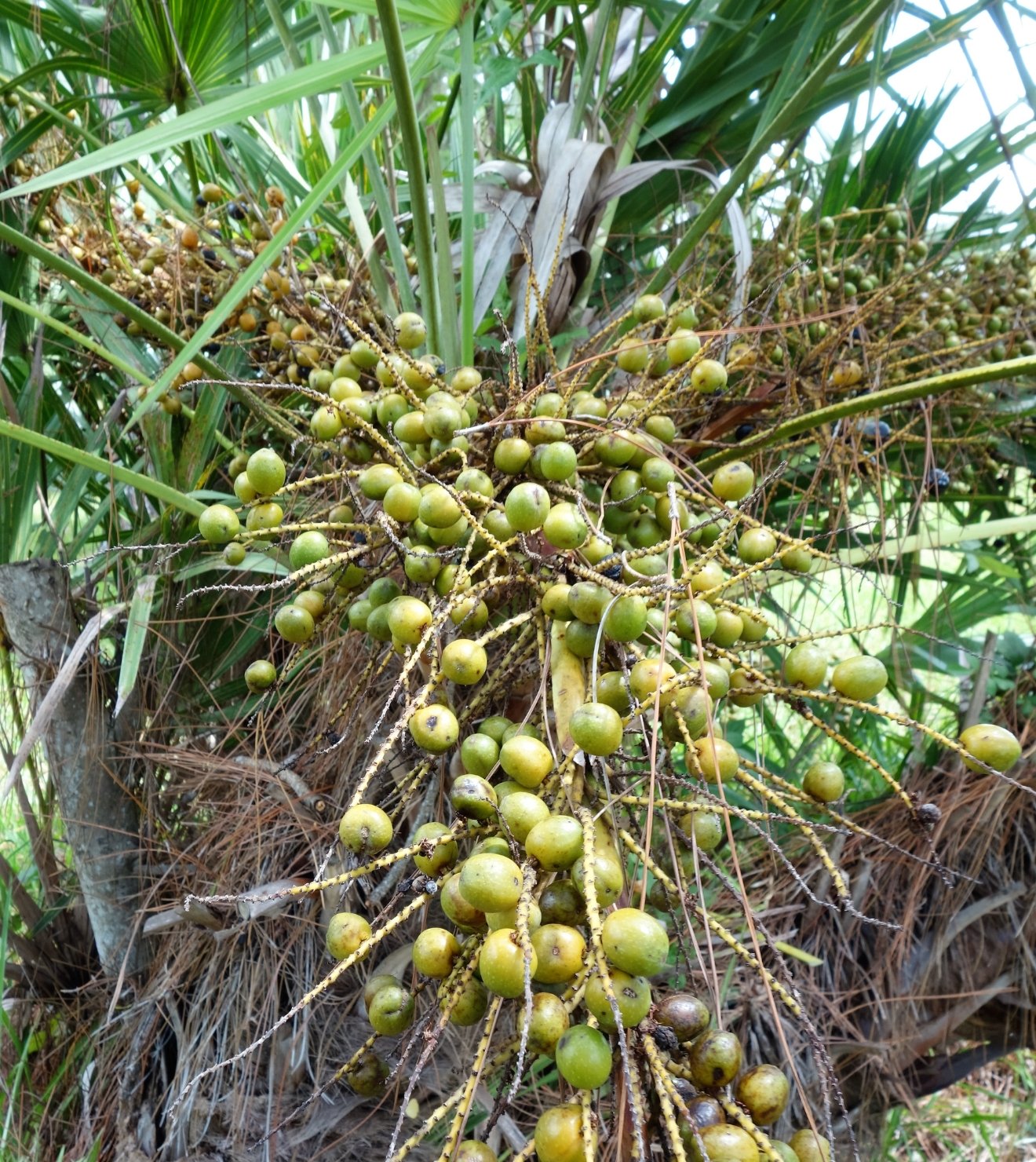 tumbuhan yang bisa mengobati prostat