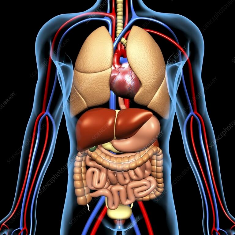 Anatomi Hati Bagian-bagian dan Perannya dalam Pencernaan