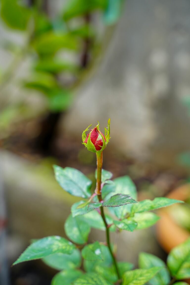 Kapan Payudara Mulai Tumbuh