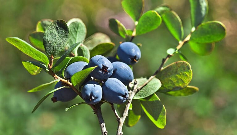 Khasiat Bilberi untuk Tubuh