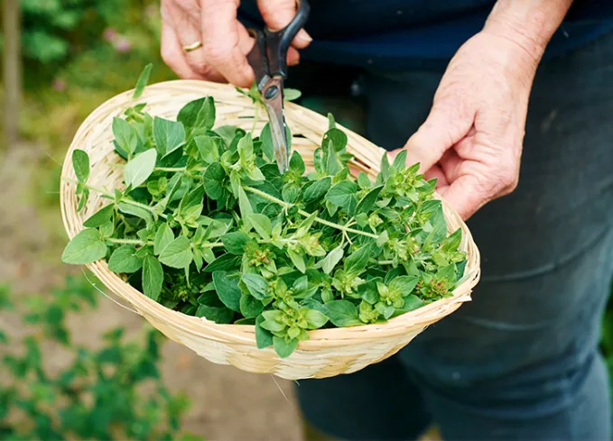 Paket Promil Herbal Cara Alami Tingkatkan Kesuburan Pasangan