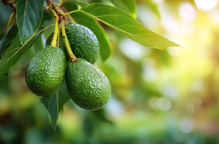 Tips Mengurangi Lemak Hati