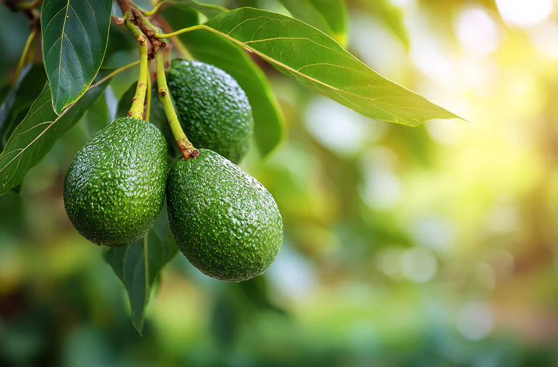 Tips Mengurangi Lemak Hati