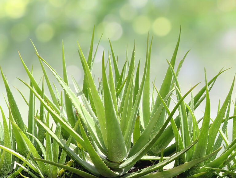 hemotera hemotera obat wasir herbal