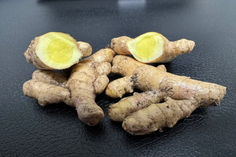 hemotera obat wasir alami