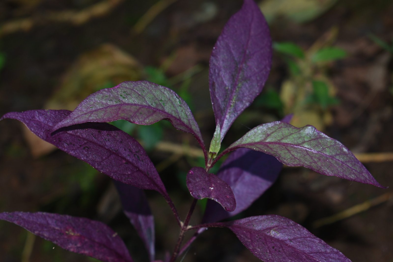 hemotera sembelit berkepanjangan