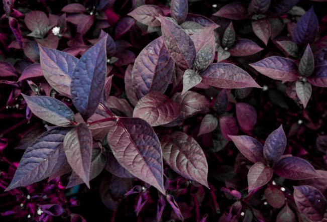 hemotera mengatasi benjolan wasir