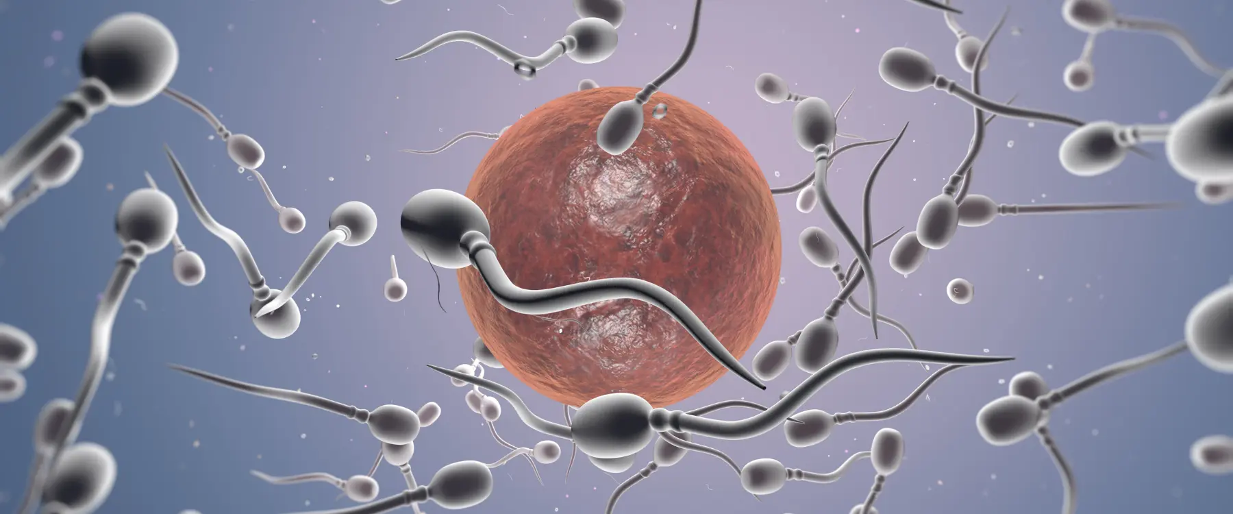 vertomen ciri-ciri oligospermia