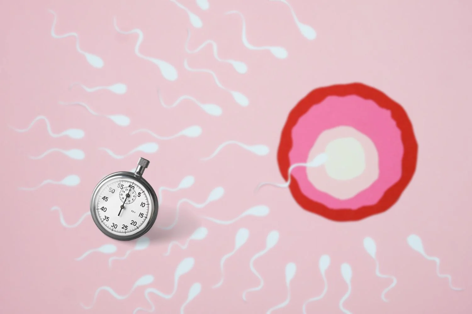 vertomen memproduksi sperma baru