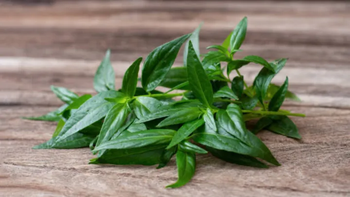 afiapro menurunkan kolesterol jahat