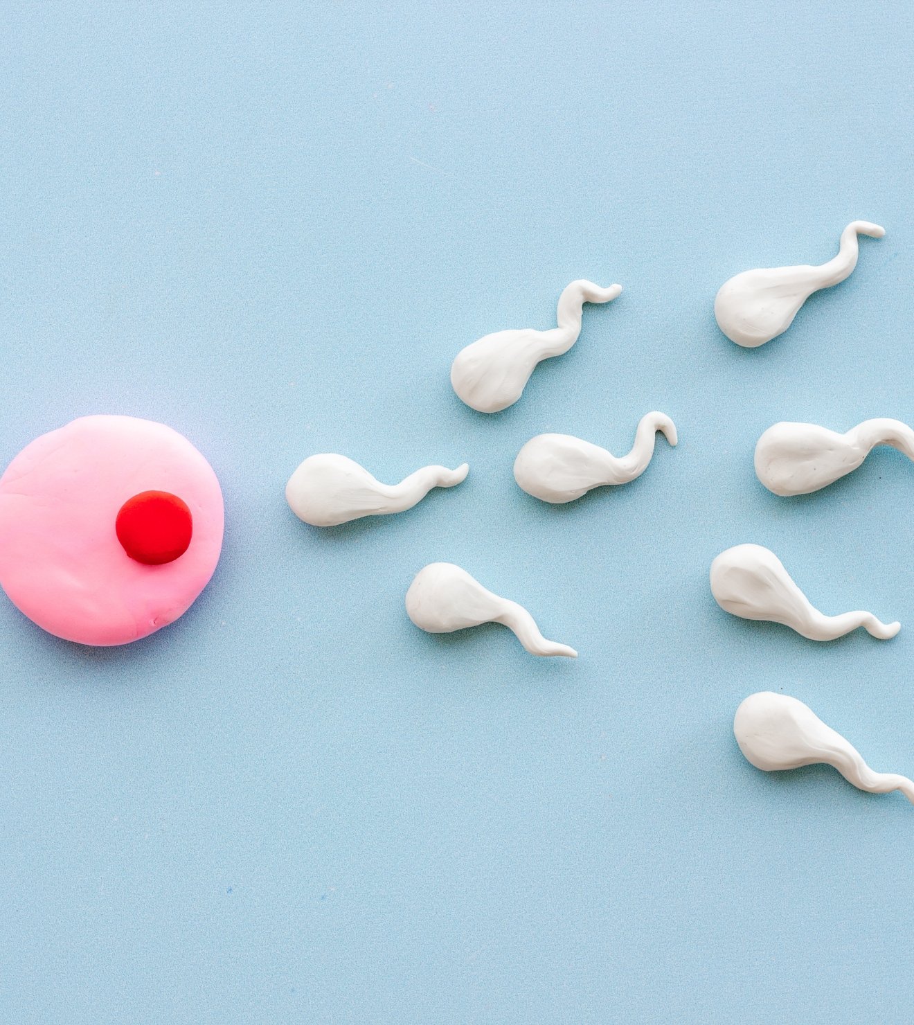 cara memperbaiki morfologi sperma