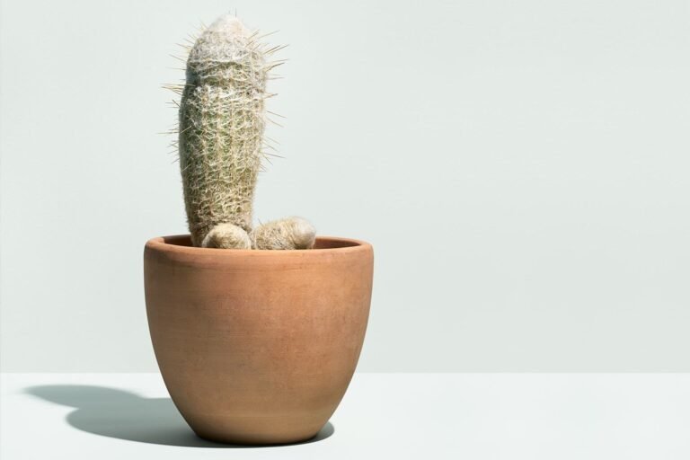 fortamen ereksi terlalu lama