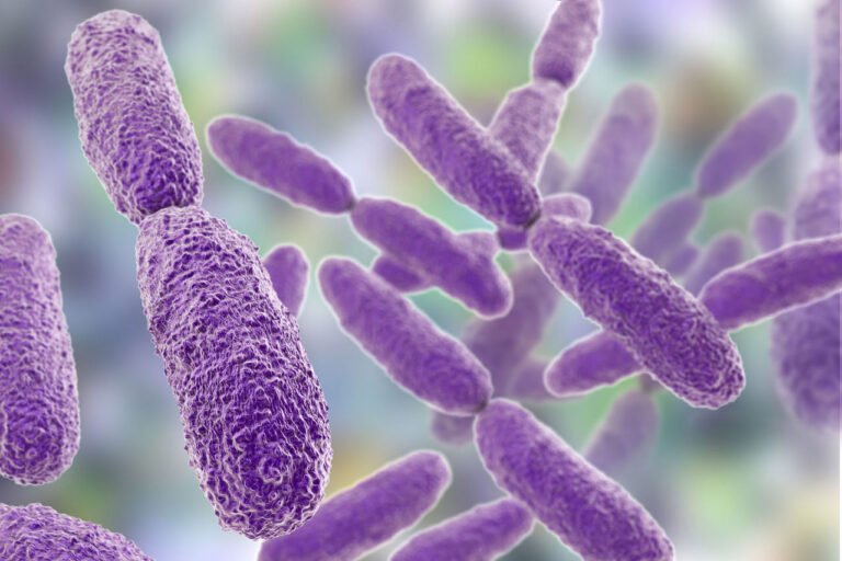 hemotera infeksi bakteri akibat wasir