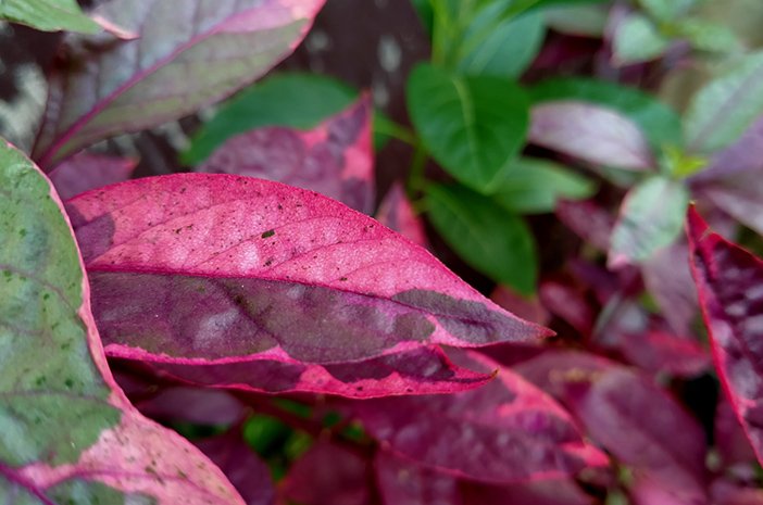 hemotera solusi wasir modern