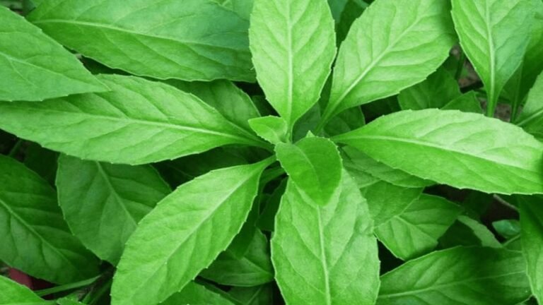 hemotera obat herbal wasir