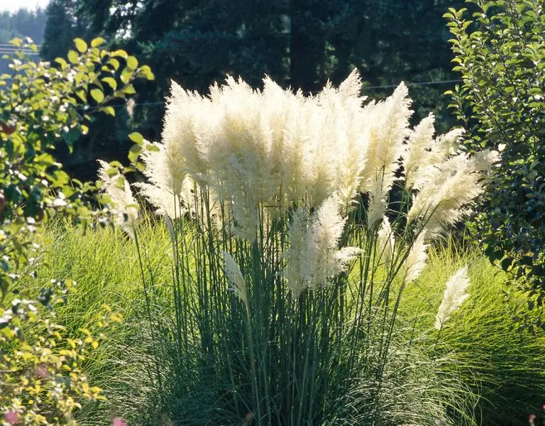 prosterafit pengobatan prostatitis