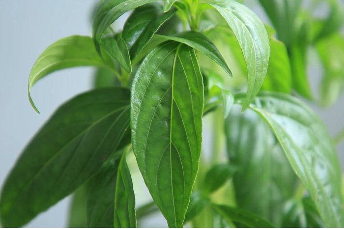 prosterafit solusi alami peradangan prostat