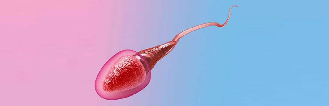 vertomen ciri sperma abnormal