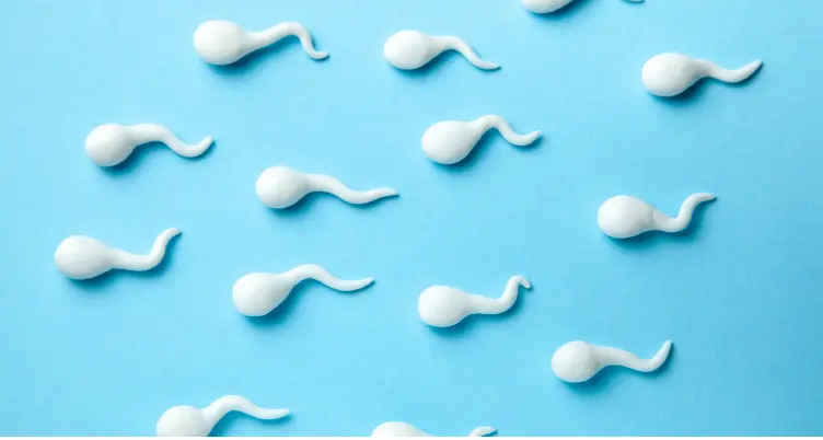 vertomen meningkatkan jumlah sperma