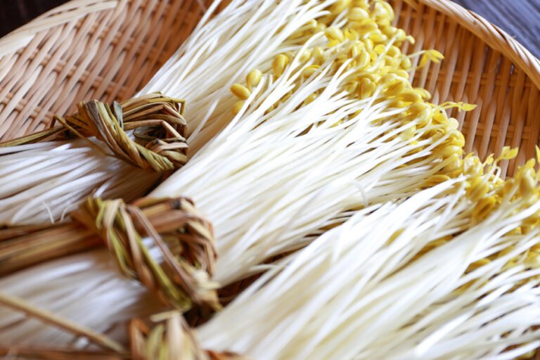 Benarkah Konsumsi Tauge Efektif Mempercepat Kehamilan