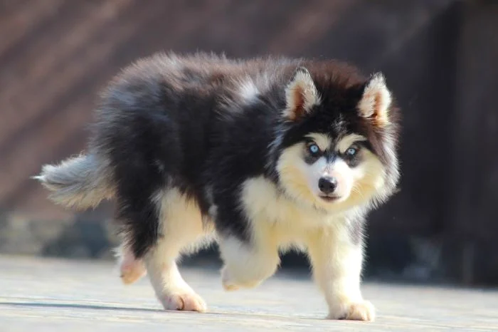 Cara Mengatasi Mata Gatal Akibat Alergi Serbuk Sari atau Bulu Hewan