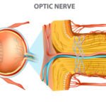 Fungsi Saraf Optik dan Cara Menjaganya Agar Tetap Sehat