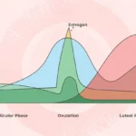Memahami Siklus Menstruasi dan Perubahan Sensitivitas Payudara
