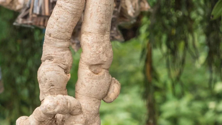 fortamen khasiat pasak bumi