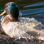 hemotera lendir lengket akibat ambeien