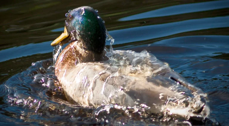 hemotera lendir lengket akibat ambeien