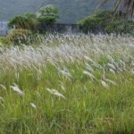 prosterafit khasiat akar alang-alang