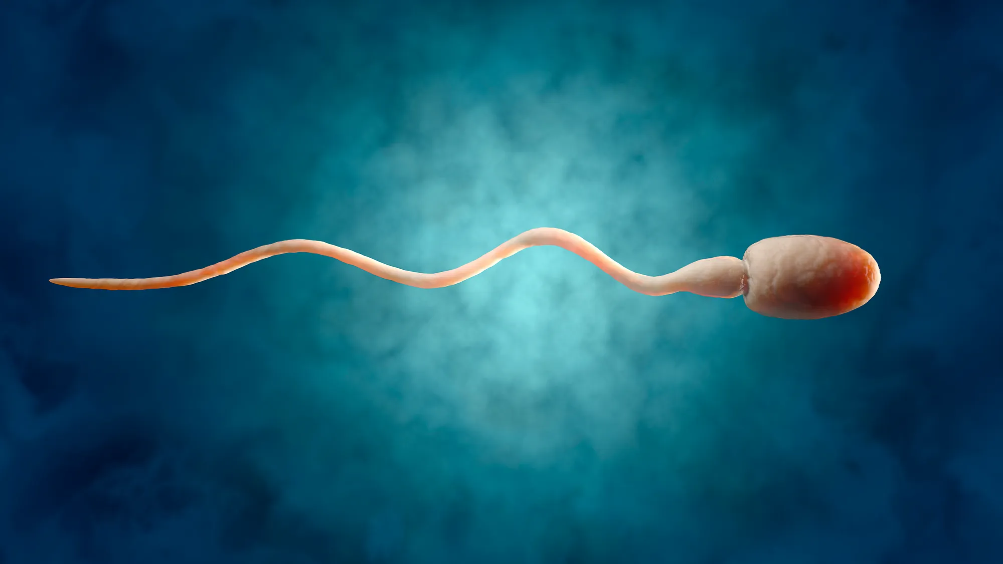 vertomen mengurangi produksi sperma