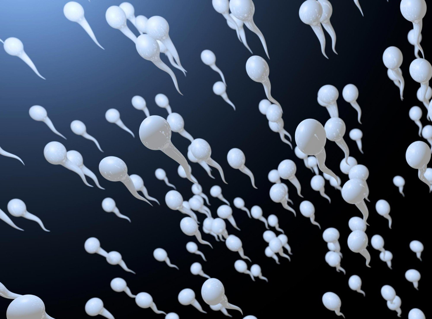 vertomen sperma kuat